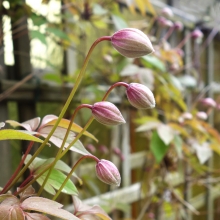 Clematis_ New Dawn