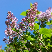 Gartenflieder_Blüte