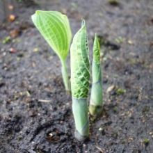 Hosta